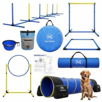 Dog agility training set with equipment and a golden retriever.